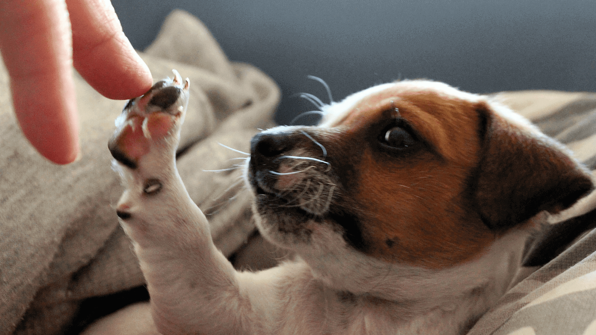 A brown and white dog is reaching for a person's hand, showcasing one of the many ways pets help improve a child's mental health.