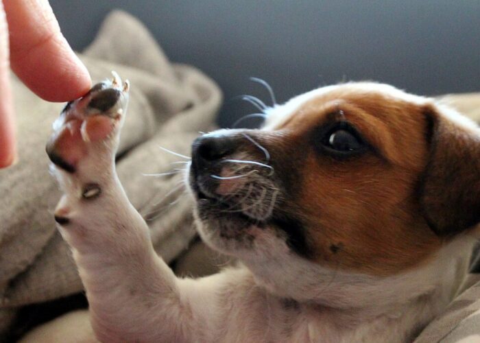 5 Ways Pets Help A Child’s Mental Health