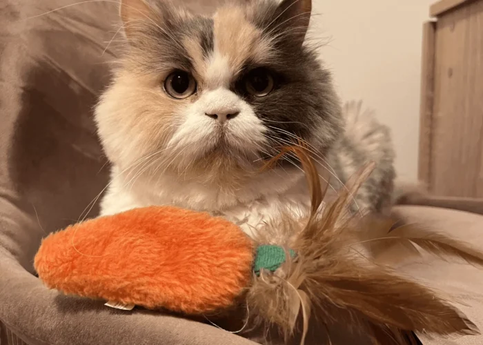 Pawsitive Vibes: The Profound Benefits of Cats for Mental Health