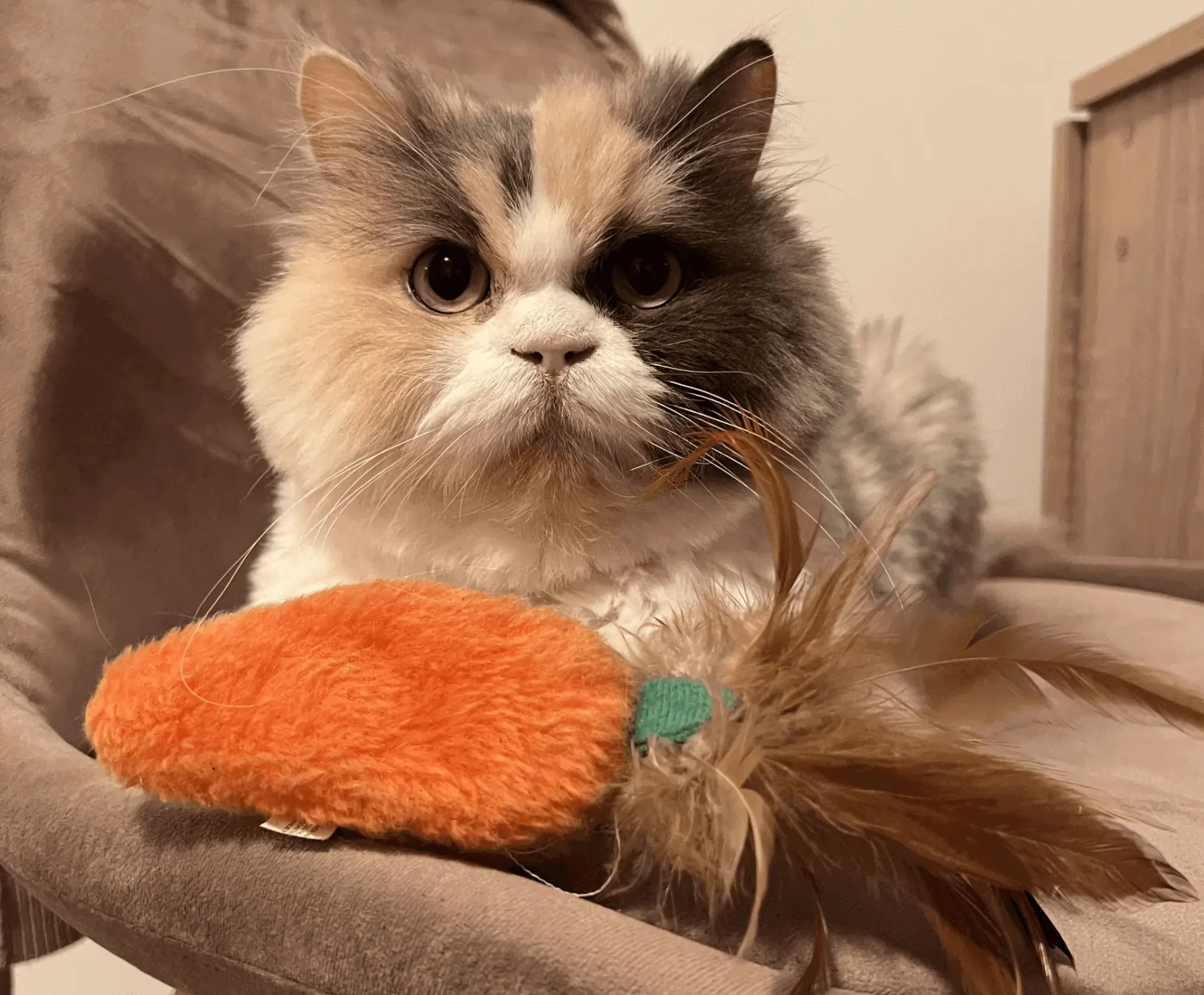 A cats sitting on a chair with an orange toy.