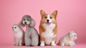 Four dogs and a cat are standing in front of a pink background, showcasing the diverse animal lineup.