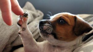 A small white and brown puppy reaching for a finger, under the watchful eye of management software.