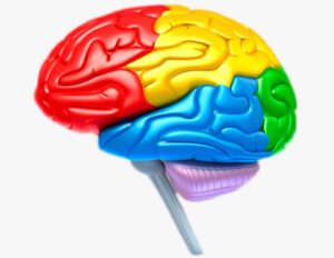 A colorful brain is shown on a white background.